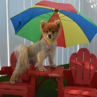 Fake Grass Carpet East Oakdale, California Dog Running, Dog Kennels