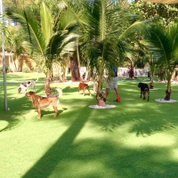 Synthetic Lawn Patterson, California Cat Playground, Dog Kennels