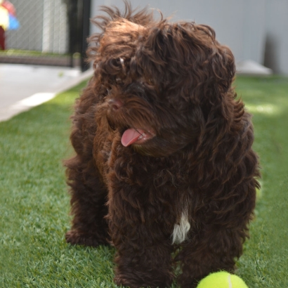 Artificial Grass Shackelford, California Hotel For Dogs, Dog Kennels