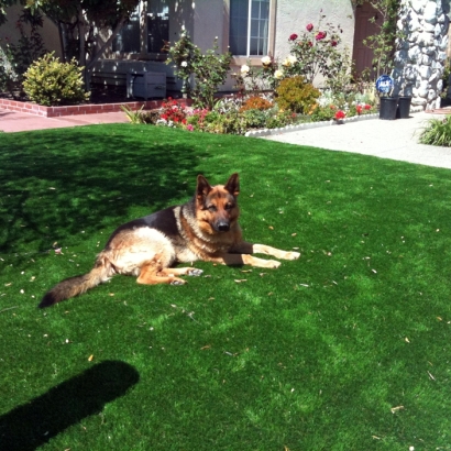 Artificial Turf Salida, California Rooftop, Dogs Park