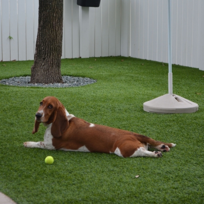 Grass Carpet Bystrom, California Grass For Dogs, Dog Kennels