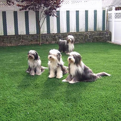 Grass Turf Waterford, California Landscape Rock, Dogs Park