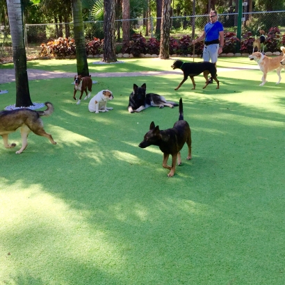 Outdoor Carpet Del Rio, California Dogs, Dogs