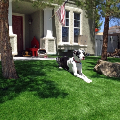 Outdoor Carpet Salida, California Landscape Ideas, Dogs Park