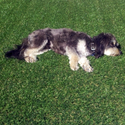 Synthetic Grass Cost East Oakdale, California Indoor Dog Park, Dogs Runs