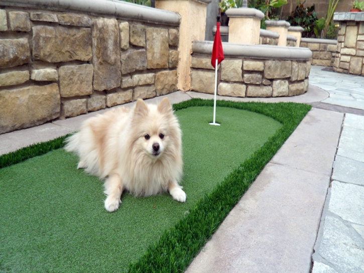 Artificial Grass Installation Bret Harte, California Dog Park, Backyard Landscape Ideas