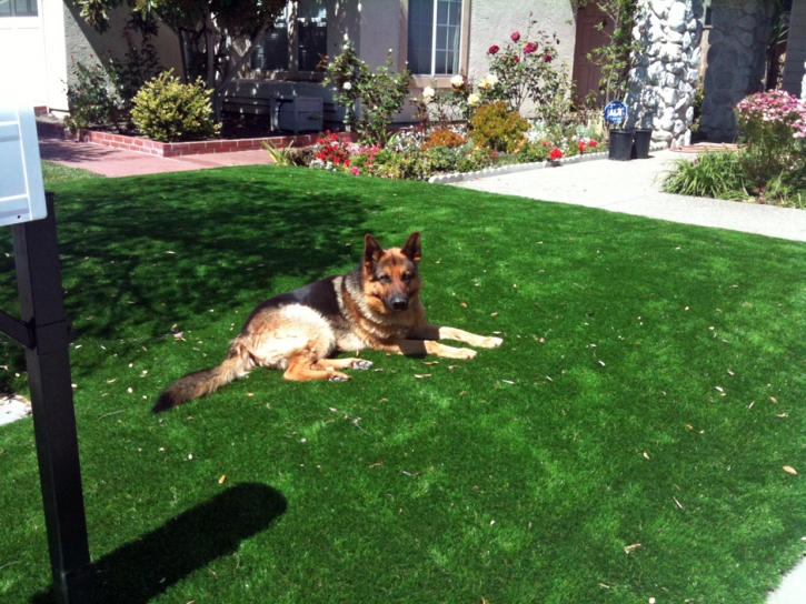 Artificial Turf Salida, California Rooftop, Dogs Park