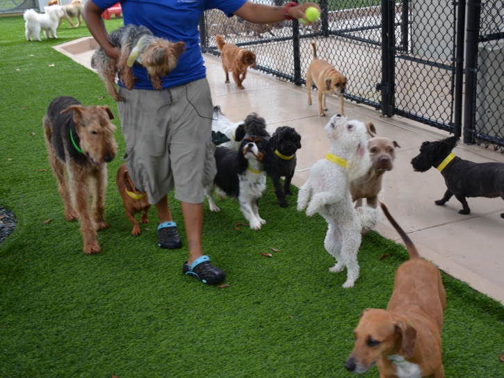 Artificial Turf West Modesto, California Dog Park, Commercial Landscape