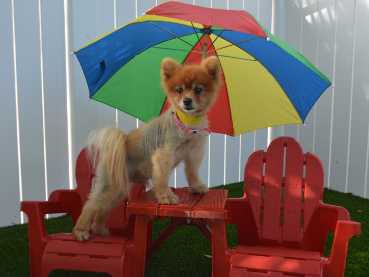 Fake Grass Carpet East Oakdale, California Dog Running, Dog Kennels