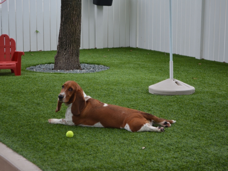 Grass Carpet Bystrom, California Grass For Dogs, Dog Kennels
