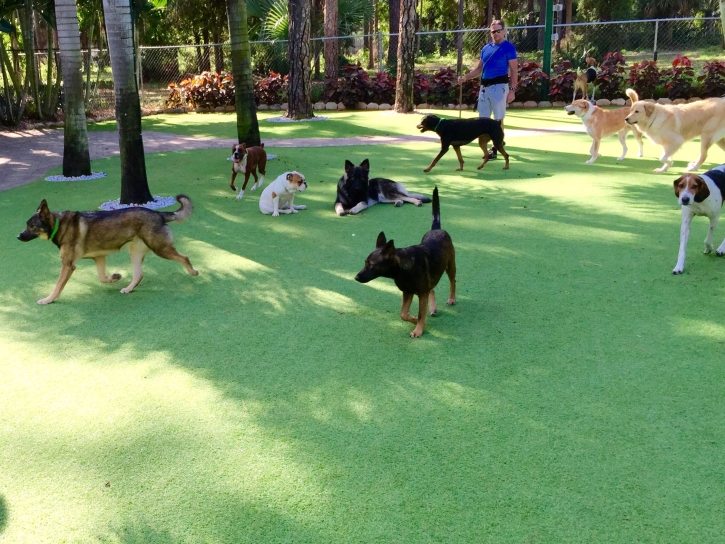 Outdoor Carpet Del Rio, California Dogs, Dogs