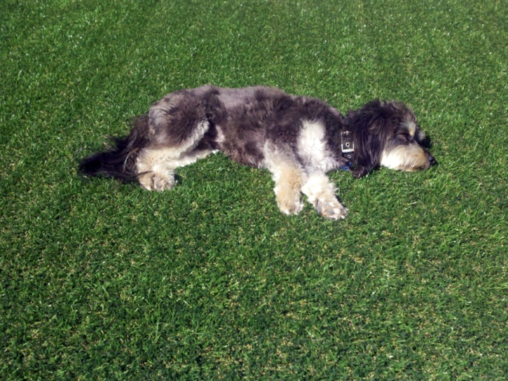 Synthetic Grass Cost East Oakdale, California Indoor Dog Park, Dogs Runs